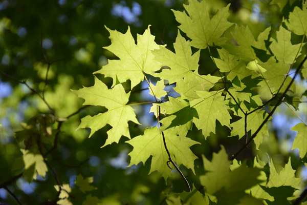 Sunlight shining through green maple leaves seen from below. Revealing the core of the leaf